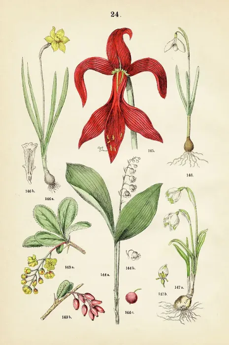 Framed Print : Barberry, lily-of-the-valley, aztec lily, wild daffodil, snowbell, snowdrop - Botanical illustration 1883 Framed Print : Barberry, lily-of-the-valley, aztec lily, wild daffodil, snowbell, snowdrop - Botanical illustration 1883
