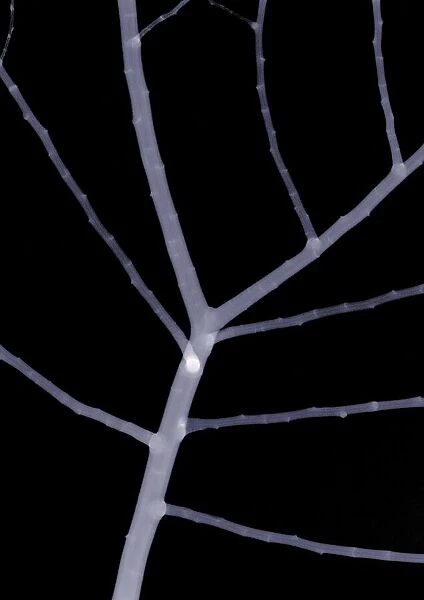 Bare branch, X-ray
