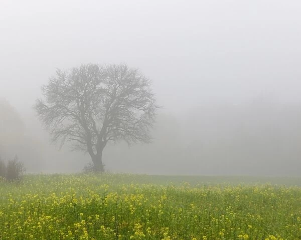 Bare-branched tree and rape field, fog, Schoenau, Lower Austria, Austria, Europe