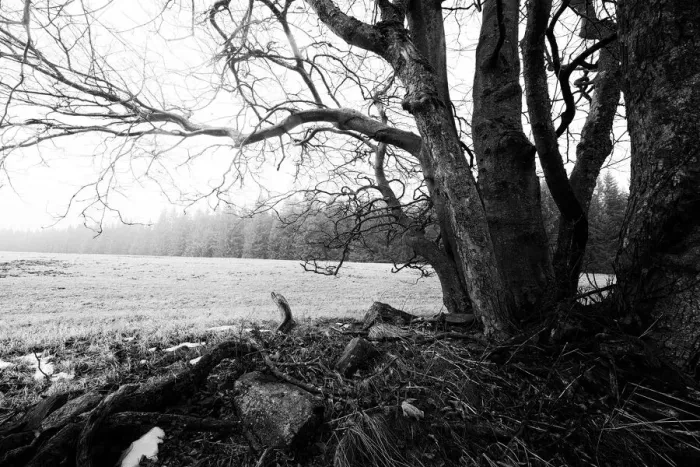 Framed Print : Bare and gnarled old beech trees Framed Print : Bare and gnarled old beech trees
