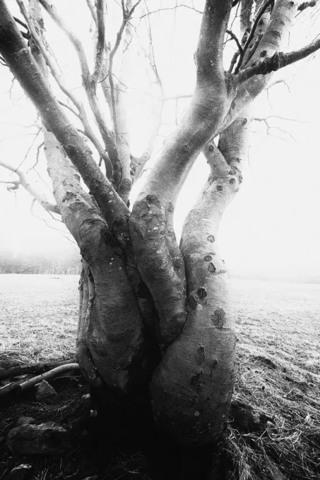 Framed Print : Bare and gnarled old beech trees Framed Print : Bare and gnarled old beech trees