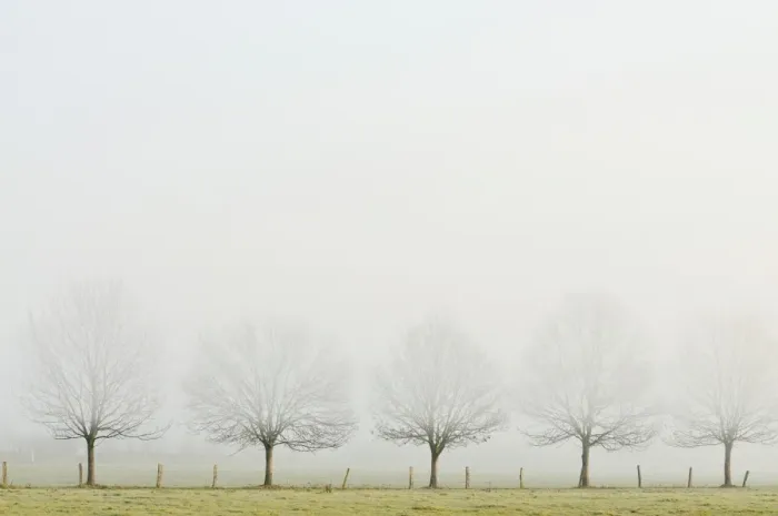 Framed Print : Bare row of trees in fog, Rheinberg, Lower Rhine region, North Rhine-Westphalia, Germany Framed Print : Bare row of trees in fog, Rheinberg, Lower Rhine region, North Rhine-Westphalia, Germany