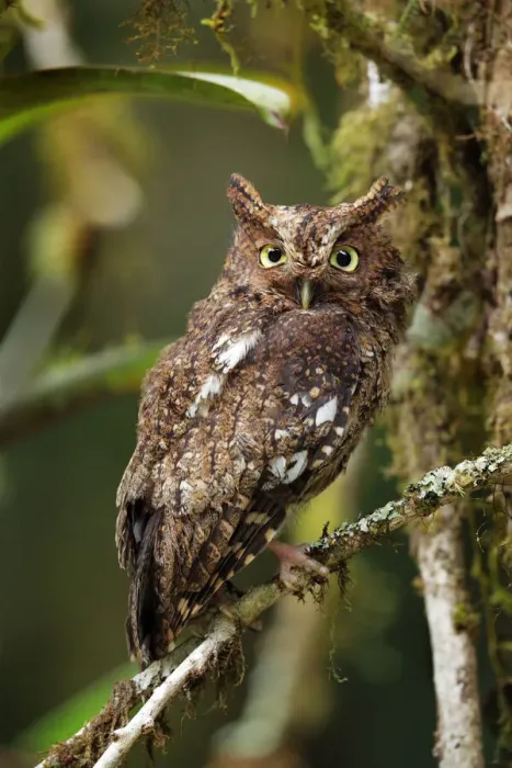 Framed Print : Bare-shanked Screech Owl Framed Print : Bare-shanked Screech Owl