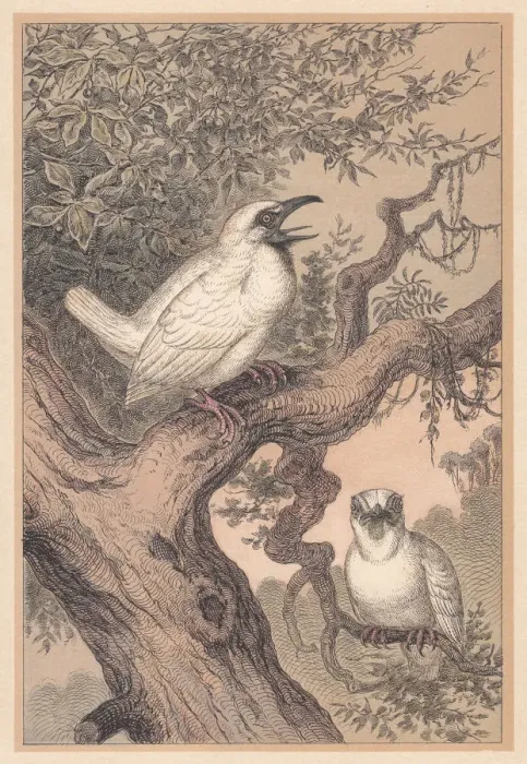Framed Print : Bare-throated bellbird (Procnias nudicollis), hand-colored lithograph, published in 1888 Framed Print : Bare-throated bellbird (Procnias nudicollis), hand-colored lithograph, published in 1888