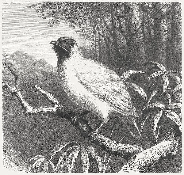 Bare-throated Bellbird (Procnias nudicollis), wood engraving, published in 1875