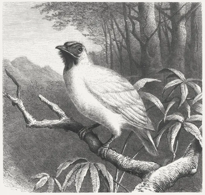 Framed Print : Bare-throated Bellbird (Procnias nudicollis), wood engraving, published in 1875 Framed Print : Bare-throated Bellbird (Procnias nudicollis), wood engraving, published in 1875
