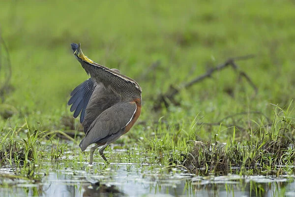 Bare-throated Tiger-Heron (Tigrisoma mexicanum) displaying