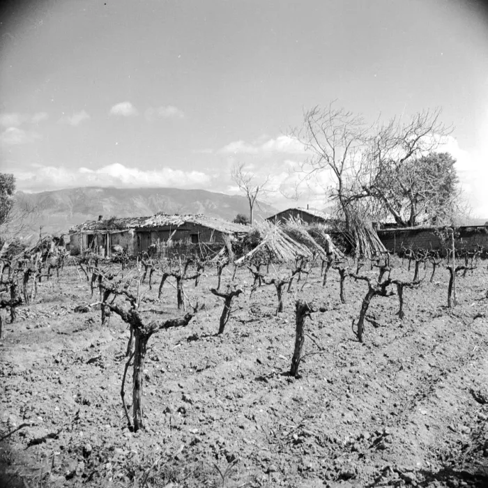 Framed Print : Bare Vines