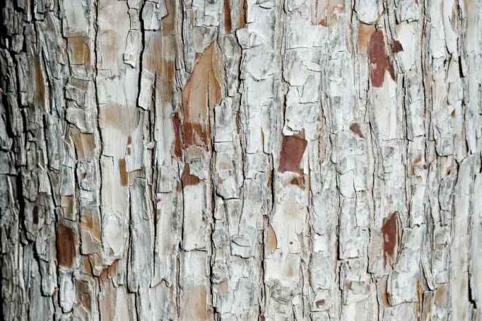 Framed Print : Bark, Baden-Wuerttemberg, Germany, Europe