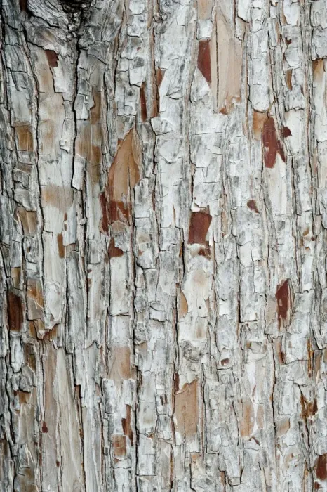 Framed Print : Bark, Baden-Wuerttemberg, Germany, Europe Framed Print : Bark, Baden-Wuerttemberg, Germany, Europe