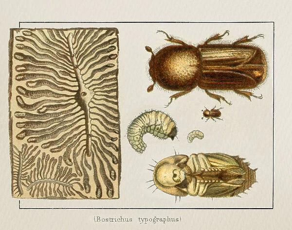 Bark Beetle Bostrichus typographus insect illustration 1897