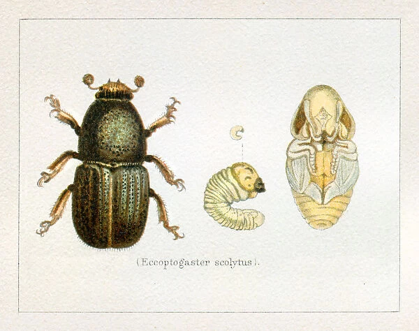 Bark Beetle Eccopogaster scolytus insect illustration 1897