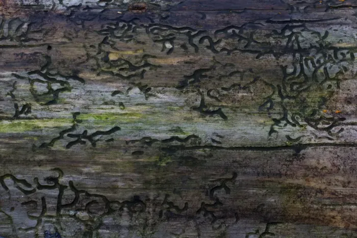 Framed Print : Bark Beetle -Scolytinae- larval galleries, Germany Framed Print : Bark Beetle -Scolytinae- larval galleries, Germany