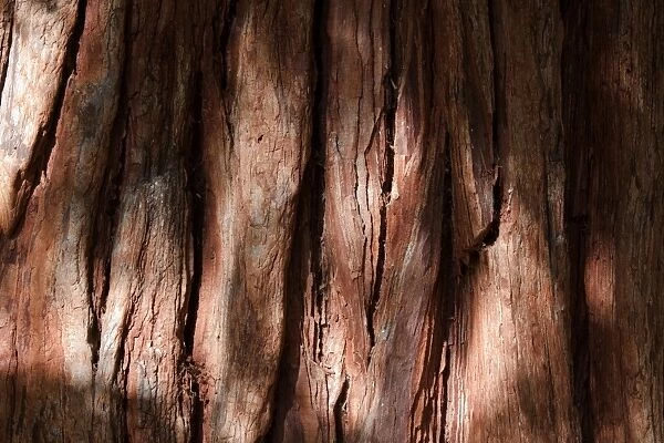 Bark of a California incense cedar -Calocedrus decurrens-