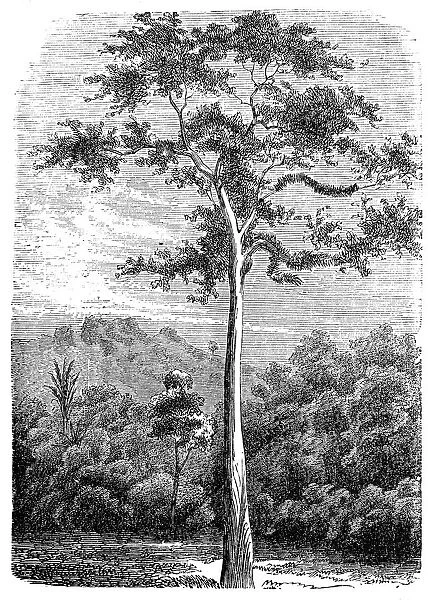 Bark cloth tree, antiaris, false iroko, false mvule or upas tree (antiaris toxicaria)