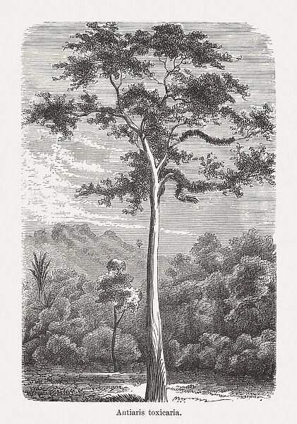 Bark cloth tree (Antiaris toxicaria), wood engraving, published in 1893