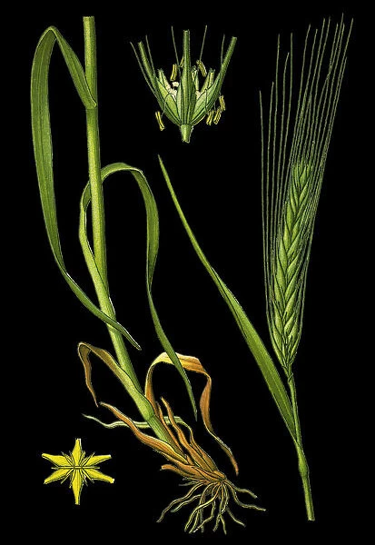 Barley. Antique illustration of a Medicinal and Herbal Plants.