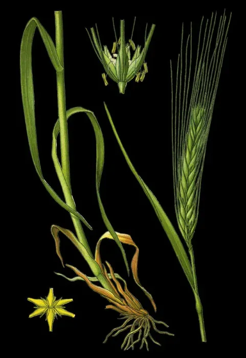 Framed Print : Barley. Antique illustration of a Medicinal and Herbal Plants.