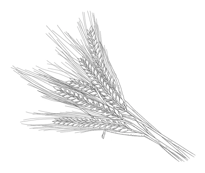 Framed Print : Barley. Dorling Kindersley Prints