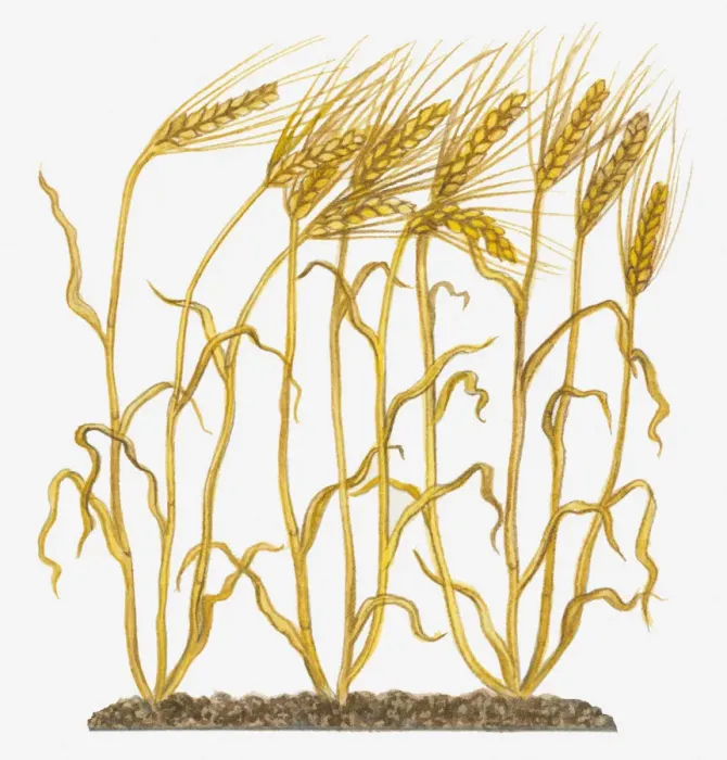 Framed Print : barley, botany, crop, cut out, day, flora, green, herb, hordeum vulgare, leaf, no people Framed Print : barley, botany, crop, cut out, day, flora, green, herb, hordeum vulgare, leaf, no people