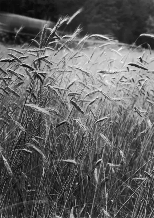 Framed Print : Barley Field Framed Print : Barley Field