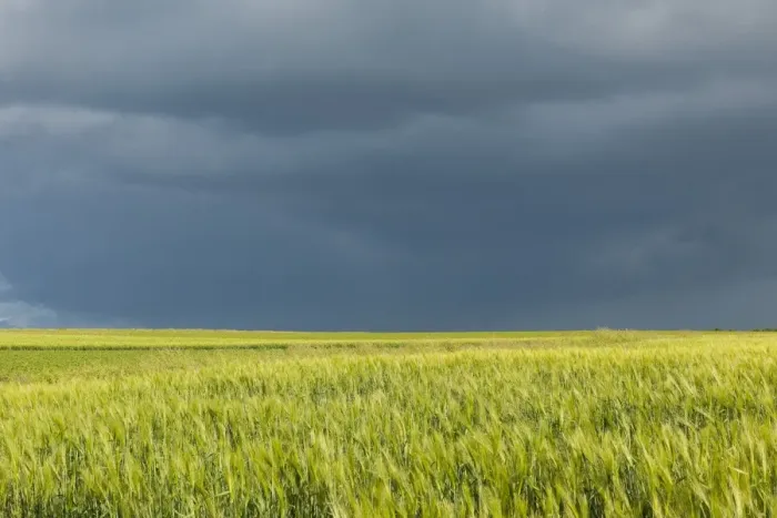 Framed Print : Barley field -Hordeum vulgare- against a dark gray sky, Thuringia, Germany Framed Print : Barley field -Hordeum vulgare- against a dark gray sky, Thuringia, Germany