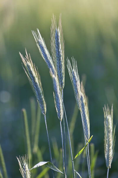 Barley -Hordeum vulgare-, Upper Bavaria, Bavaria, Germany, Europe, PublicGround