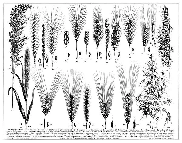 Barley wheat millet and other species of grain 1896