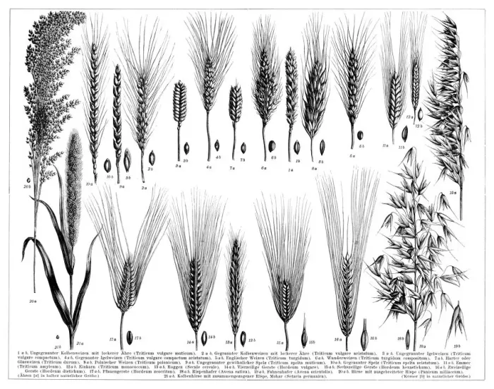 Framed Print : Barley wheat millet and other species of grain 1896 Framed Print : Barley wheat millet and other species of grain 1896
