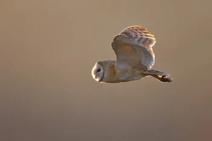 Framed Print : Barn Owl flying in mid air Framed Print : Barn Owl flying in mid air