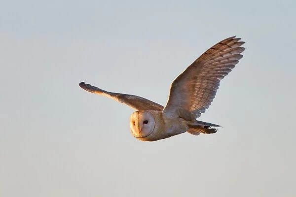 Barn Owl flying in clear sky