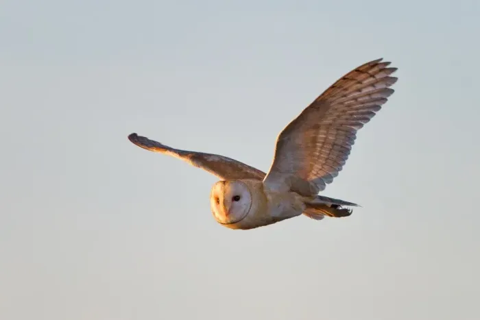 Framed Print : Barn Owl flying in clear sky Framed Print : Barn Owl flying in clear sky