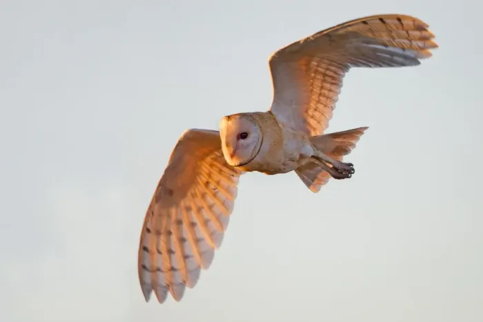 Framed Print : Barn Owl Framed Print : Barn Owl