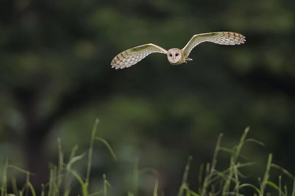 Barn Owl (Tyto alba) hunting for prey at dusk, Costa Rica