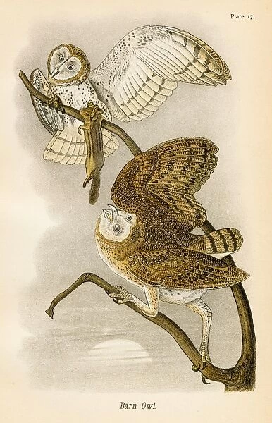 Barn owl bird lithograph 1890