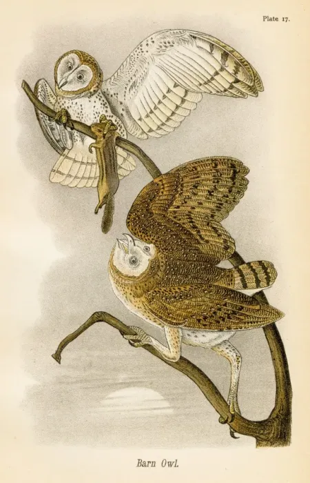 Framed Print : Barn owl bird lithograph 1890 Framed Print : Barn owl bird lithograph 1890