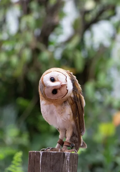 Framed Print : Barn Owl in doubt action Framed Print : Barn Owl in doubt action