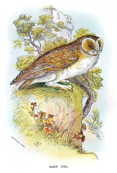 Barn Owl engraving 1896