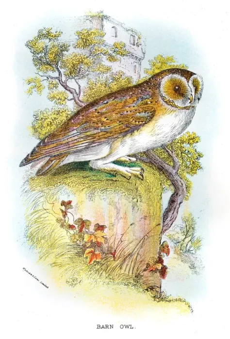 Framed Print : Barn Owl engraving 1896 Framed Print : Barn Owl engraving 1896