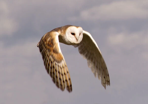 Barn Owl in flight
