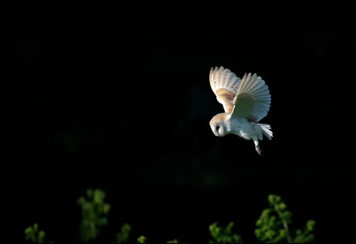 Framed Print : Barn Owl Hunting