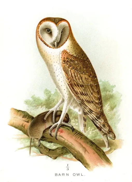 Framed Print : Barn owl lithograph 1897 Framed Print : Barn owl lithograph 1897
