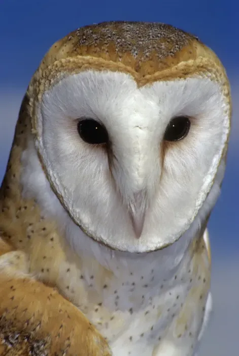 Framed Print : barn owl portrait against blue sky Framed Print : barn owl portrait against blue sky