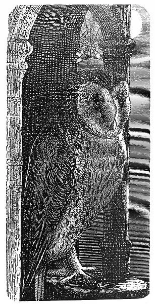 Barn Owl (Strix flammea)