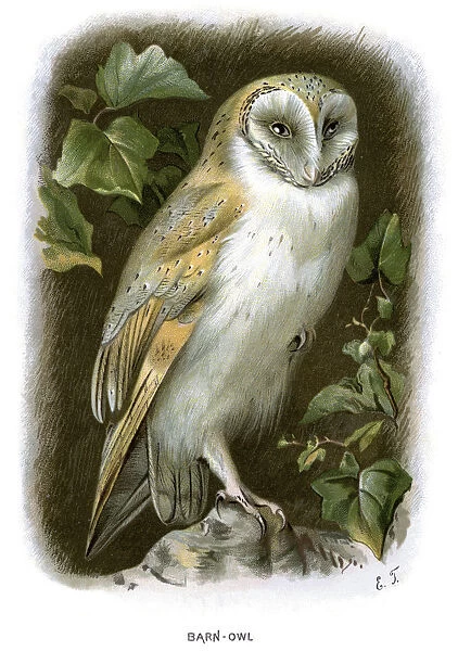 Barn Owl - Tyto alba