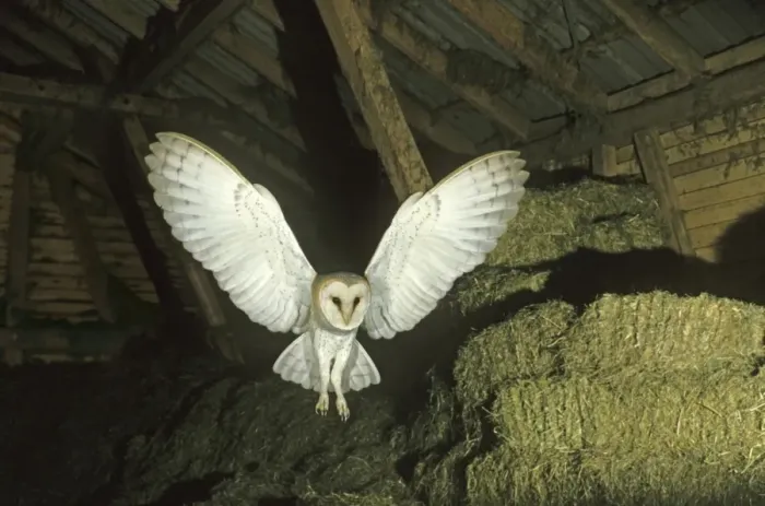 Framed Print : Barn Owl -Tyto alba- in flight in a barn Framed Print : Barn Owl -Tyto alba- in flight in a barn