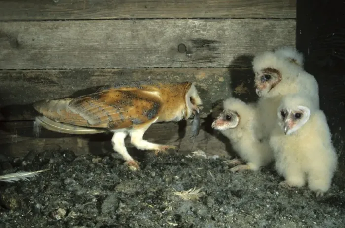 Framed Print : Barn Owl -Tyto alba- passing a mouse to a young bird Framed Print : Barn Owl -Tyto alba- passing a mouse to a young bird