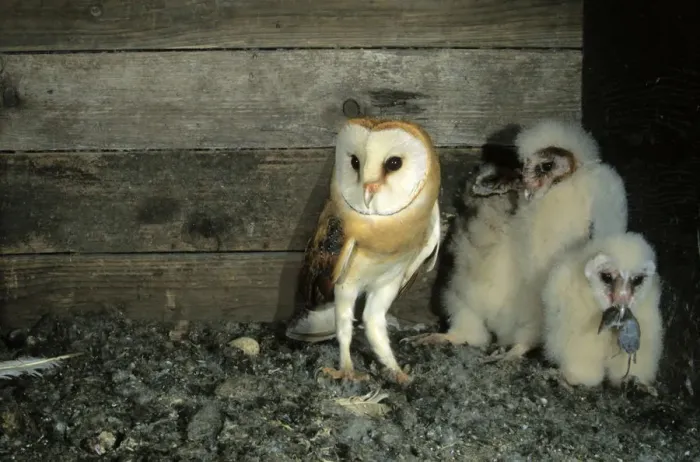 Framed Print : Barn Owl -Tyto alba- shortly after delivering a shrew to a young bird