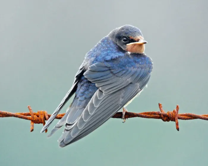 Framed Print : Barn Swallow Framed Print : Barn Swallow