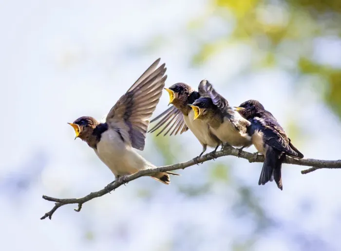 Framed Print : Four Barn Swallow Chicks Waiting to Be Fed